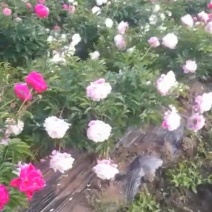 赤芍种子，长白山二代培育杂花种子，芽率好