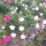 赤芍种子，长白山二代培育杂花种子，芽率好