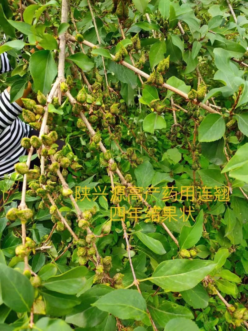 高产药用连翘苗陇县基地直发包技术包回收