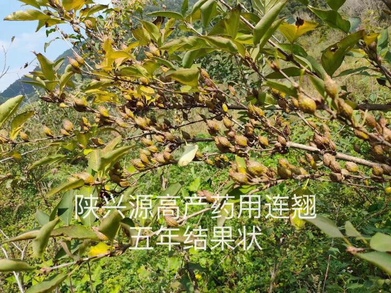 高产药用连翘苗陇县基地直发包技术包回收