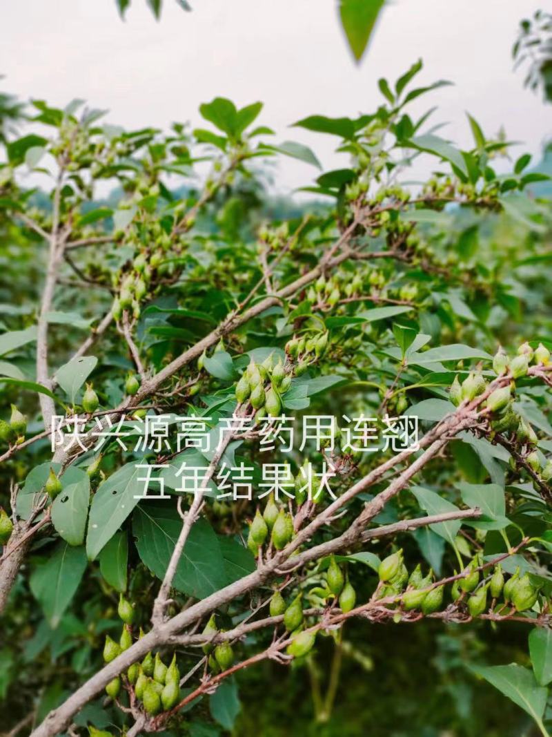 高产药用连翘苗陇县基地直发包技术包回收