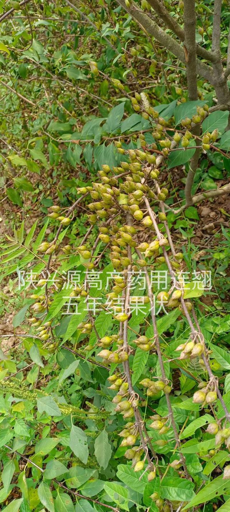 高产药用连翘苗陇县基地直发包技术包回收