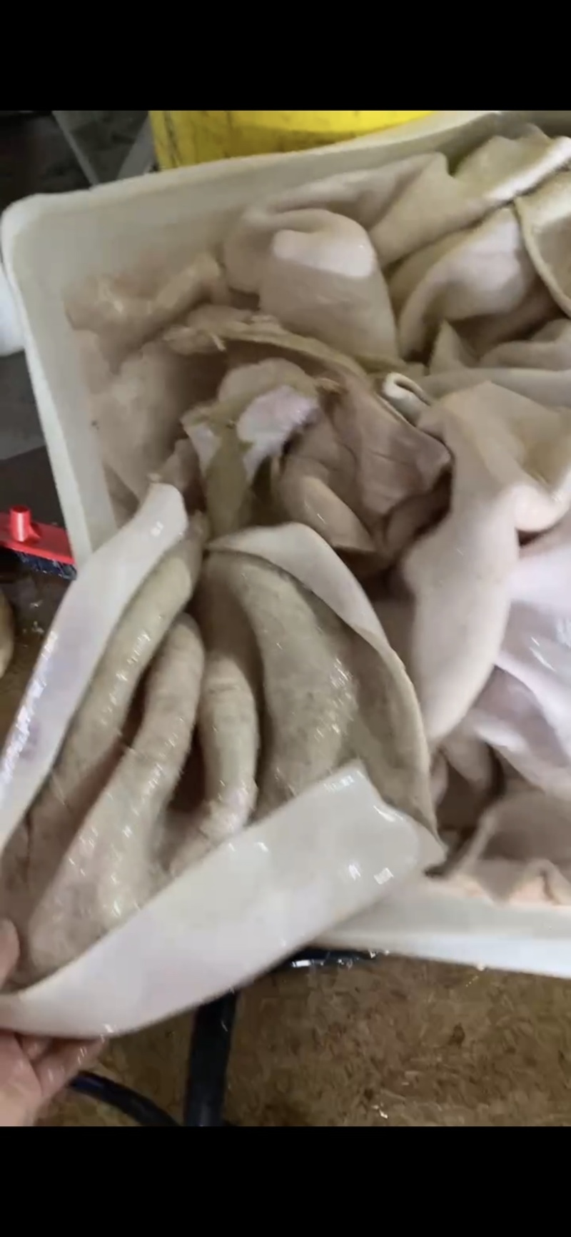 西门塔黄牛皮