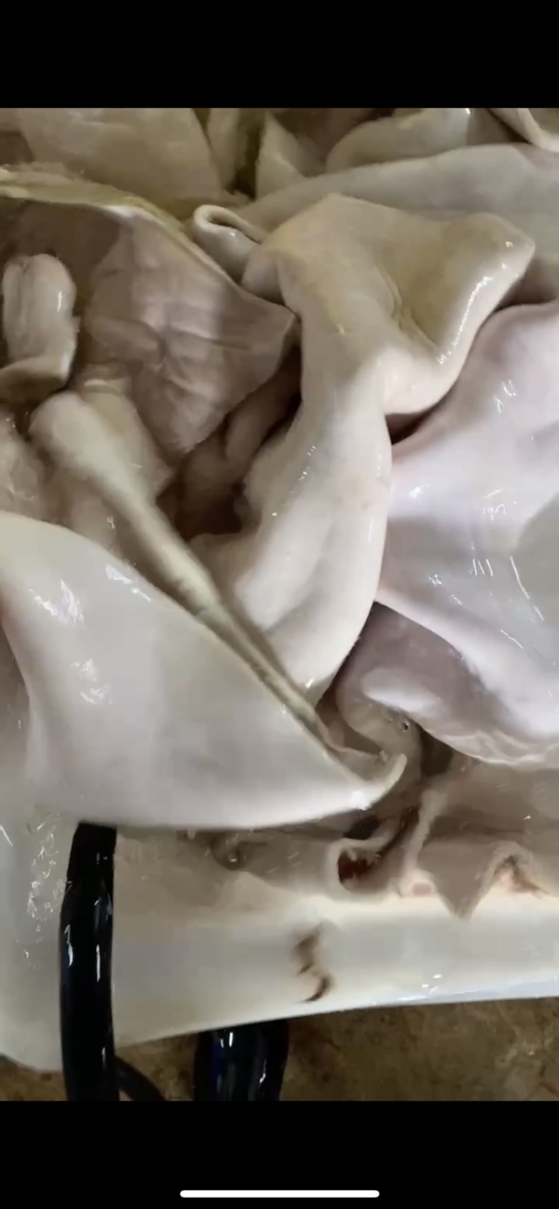 西门塔黄牛皮
