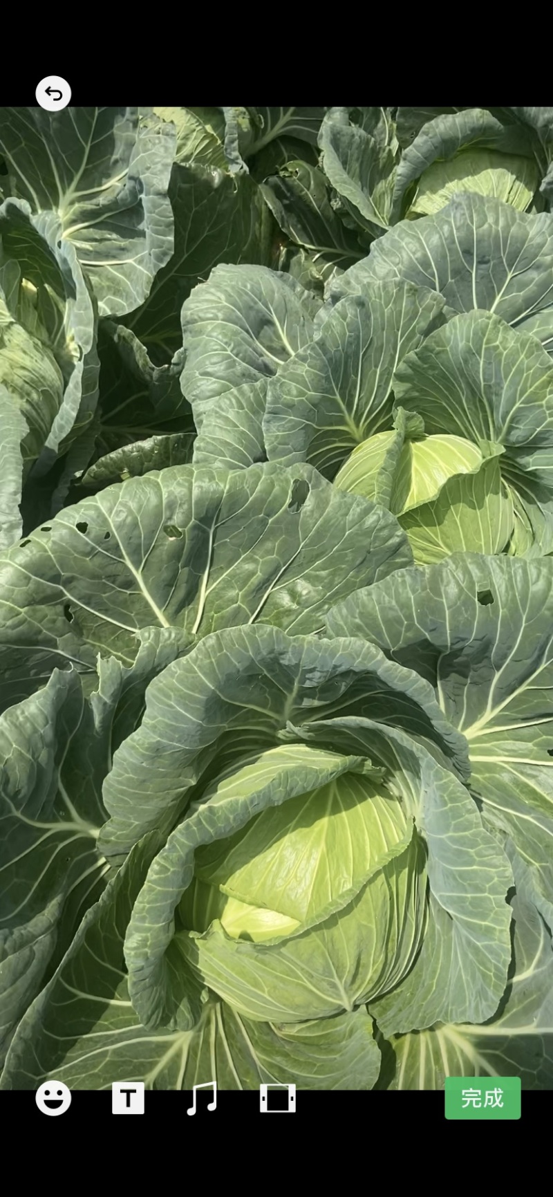 甘蓝，连花白，扁包菜，自家种植，走货量大，有需要的联系我