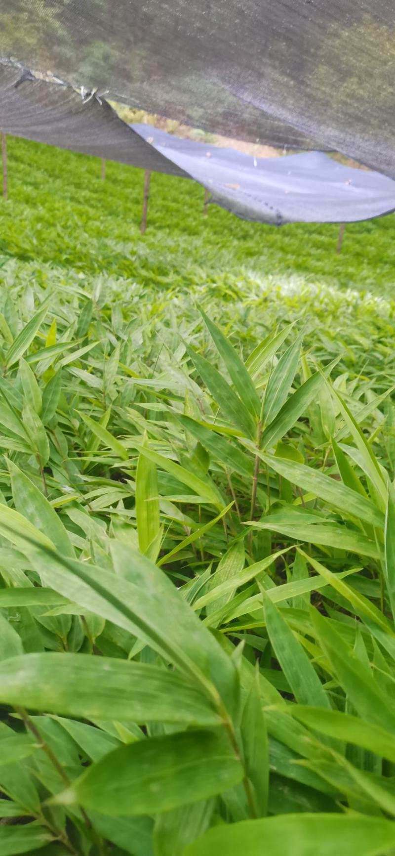 供应一年生或两年生方竹苗、筇竹苗、刺方竹苗
