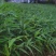 供应一年生或两年生方竹苗、筇竹苗、刺方竹苗
