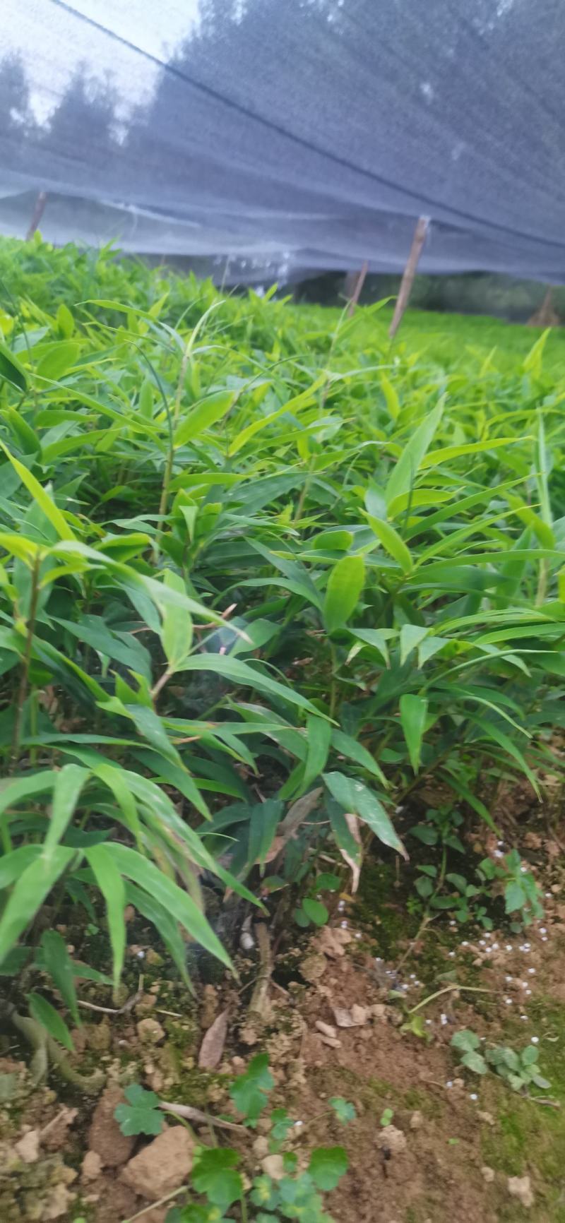供应一年生或两年生方竹苗、筇竹苗、刺方竹苗