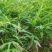 供应一年生或两年生方竹苗、筇竹苗、刺方竹苗