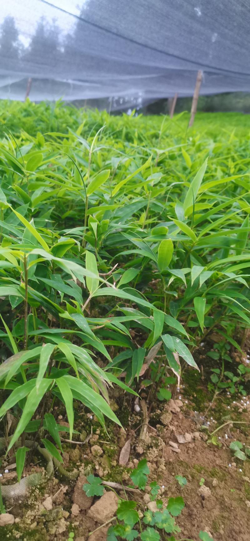 供应一年生或两年生方竹苗、筇竹苗、刺方竹苗