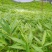 供应一年生或两年生方竹苗、筇竹苗、刺方竹苗
