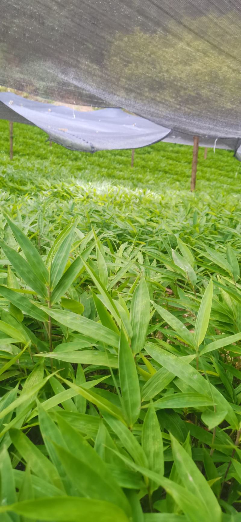 供应一年生或两年生方竹苗、筇竹苗、刺方竹苗