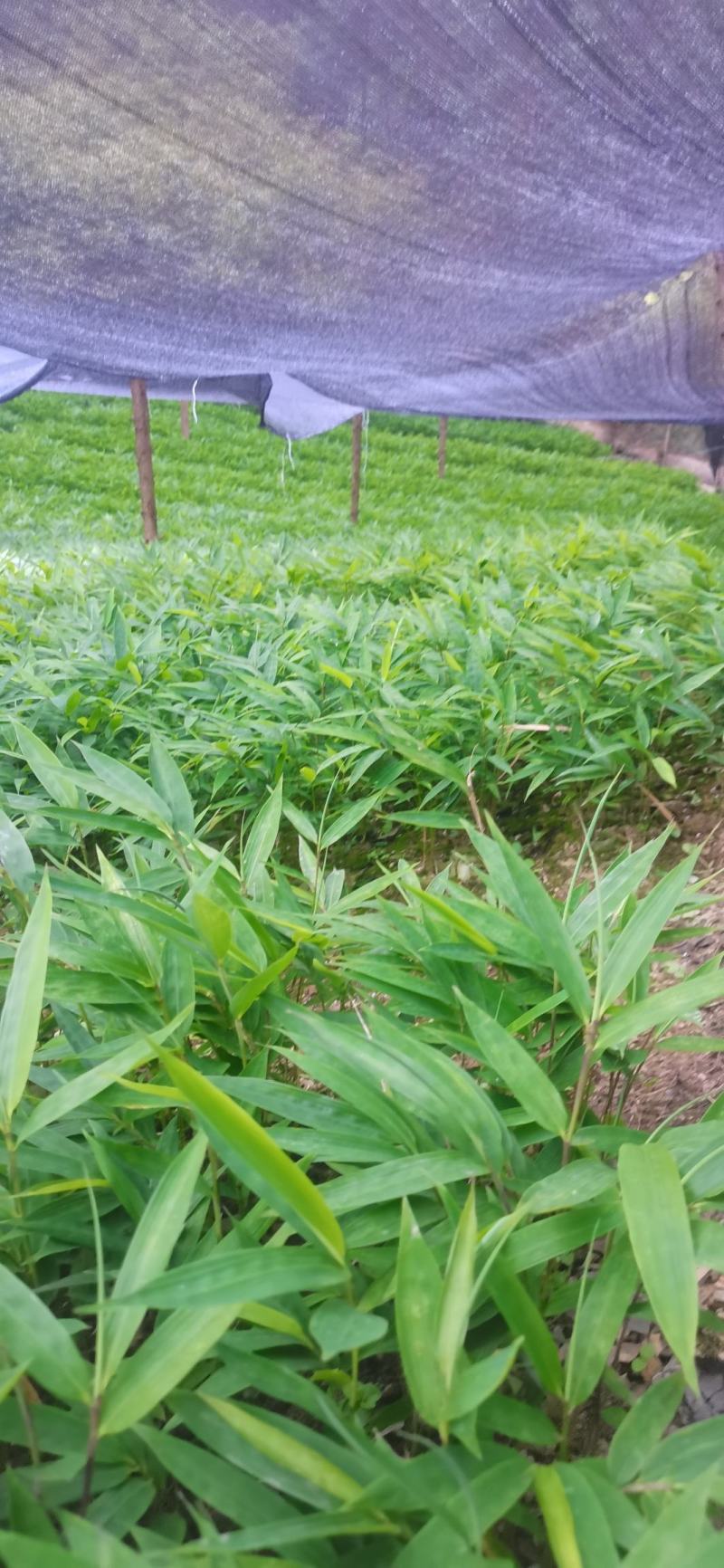 供应一年生或两年生方竹苗、筇竹苗、刺方竹苗