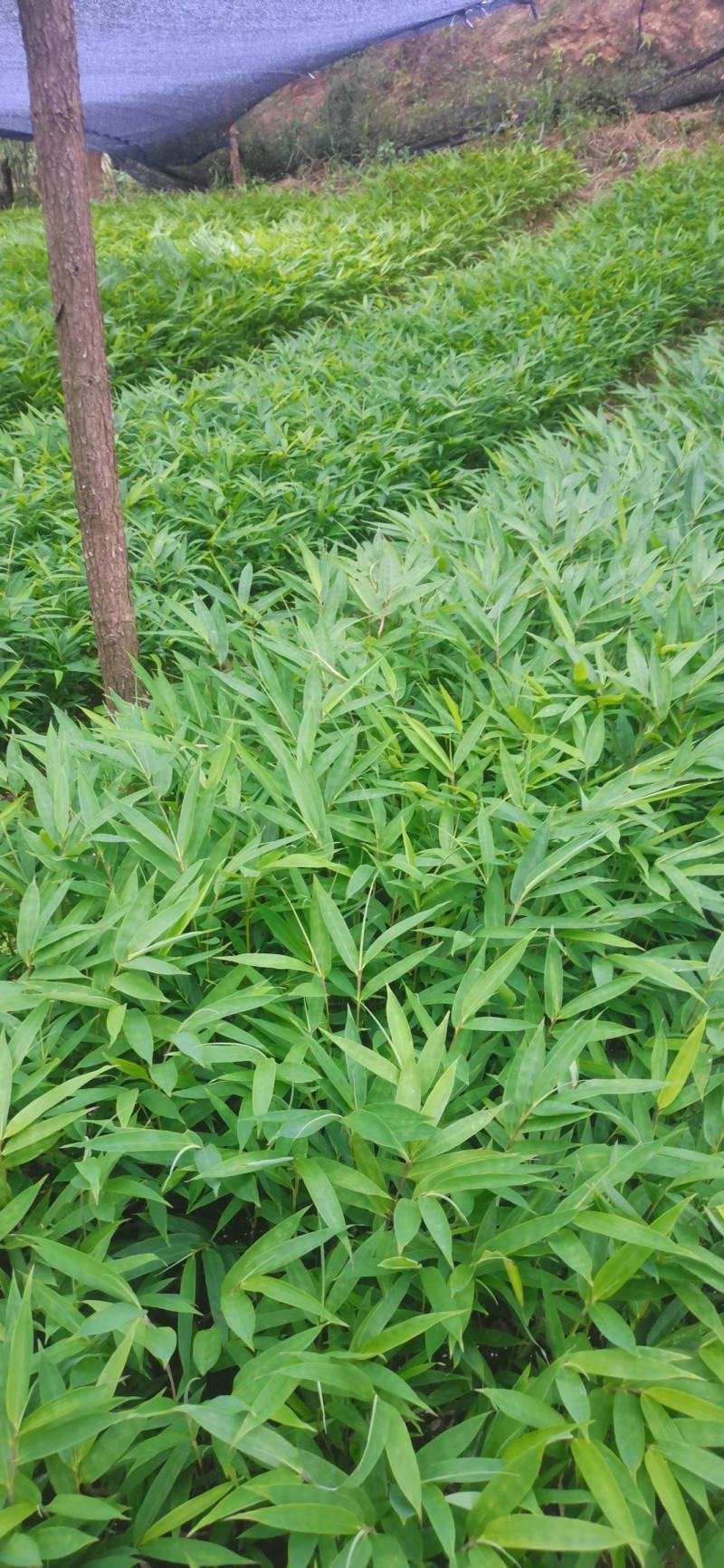 供应一年生或两年生方竹苗、筇竹苗、刺方竹苗
