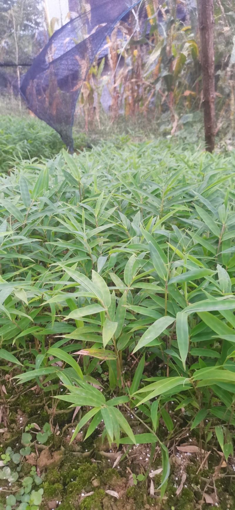 供应一年生或两年生方竹苗、筇竹苗、刺方竹苗