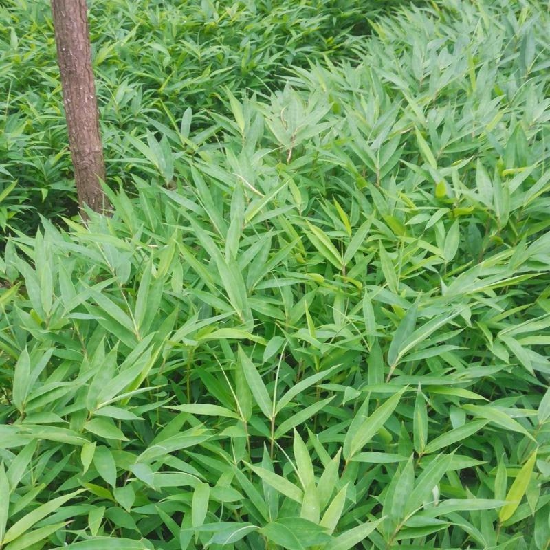 供应一年生或两年生方竹苗、筇竹苗、刺方竹苗