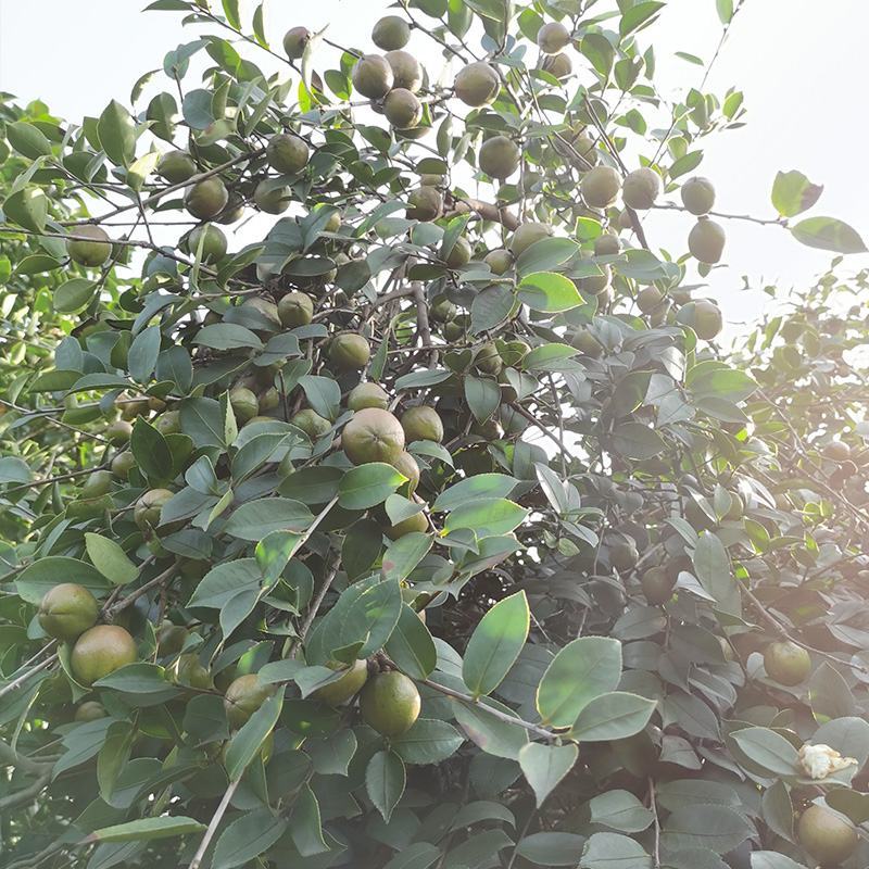 油茶苗
