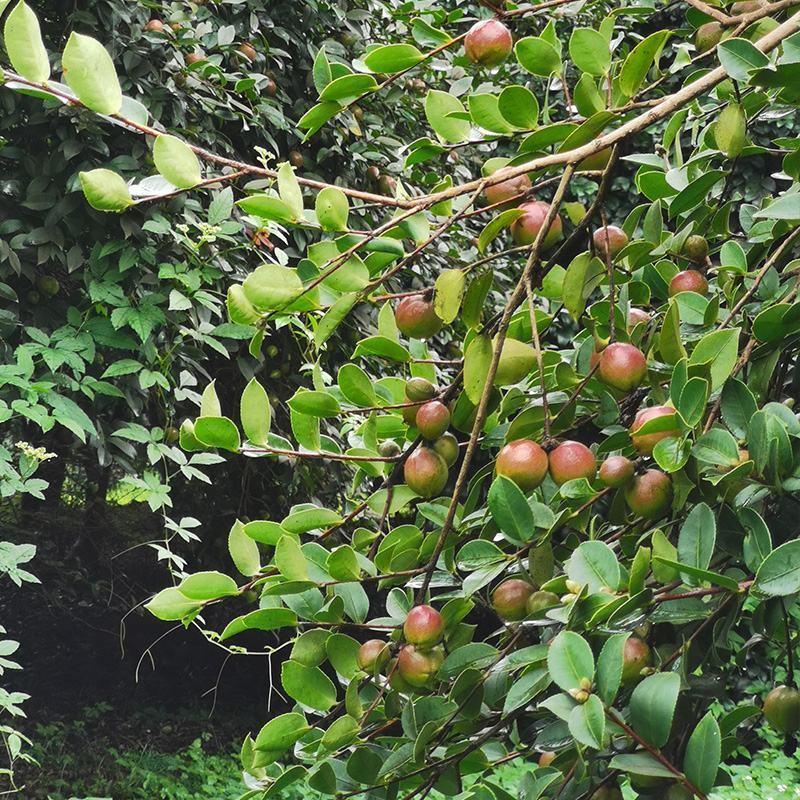 油茶苗