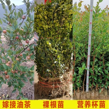 油茶苗