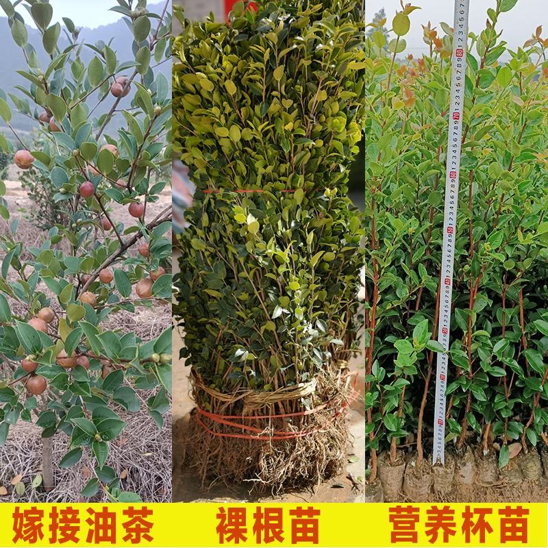 油茶苗