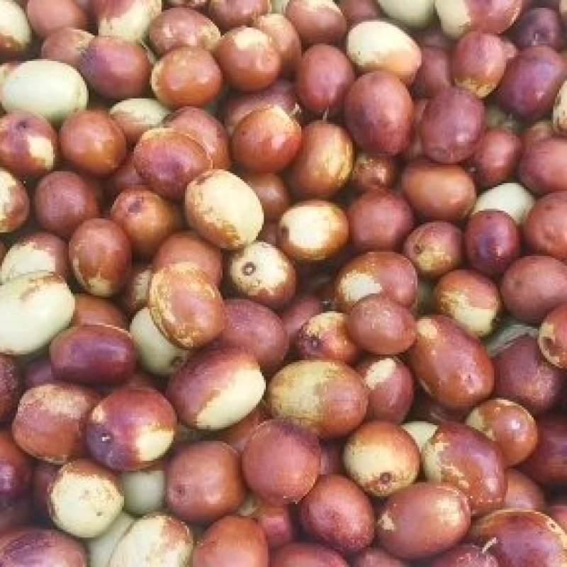 金丝小枣
