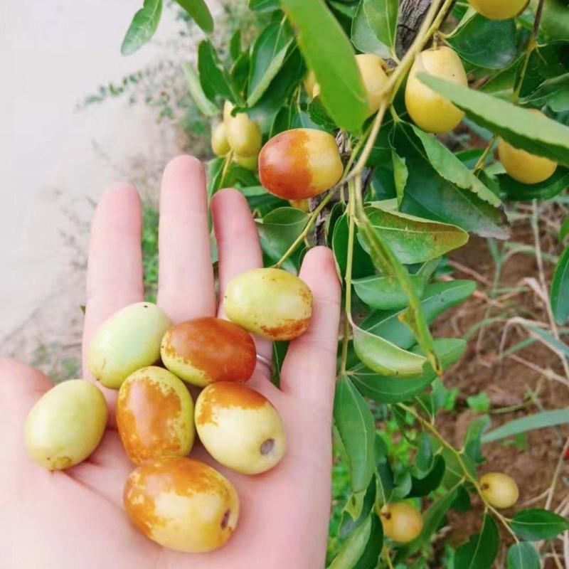 金丝小枣