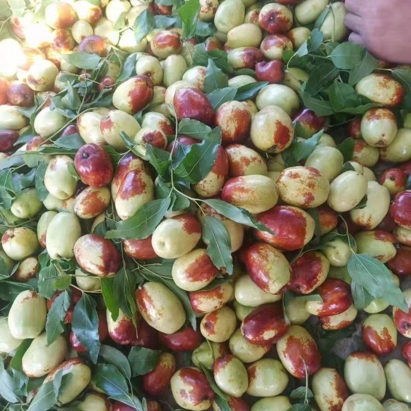金丝小枣