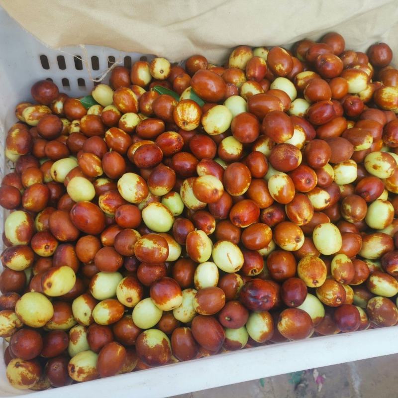 金丝小枣
