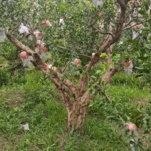丛生独杆石榴树，基地大量供应，质量保证，