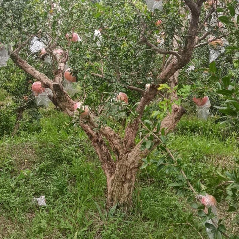 丛生独杆石榴树，基地大量供应，质量保证，
