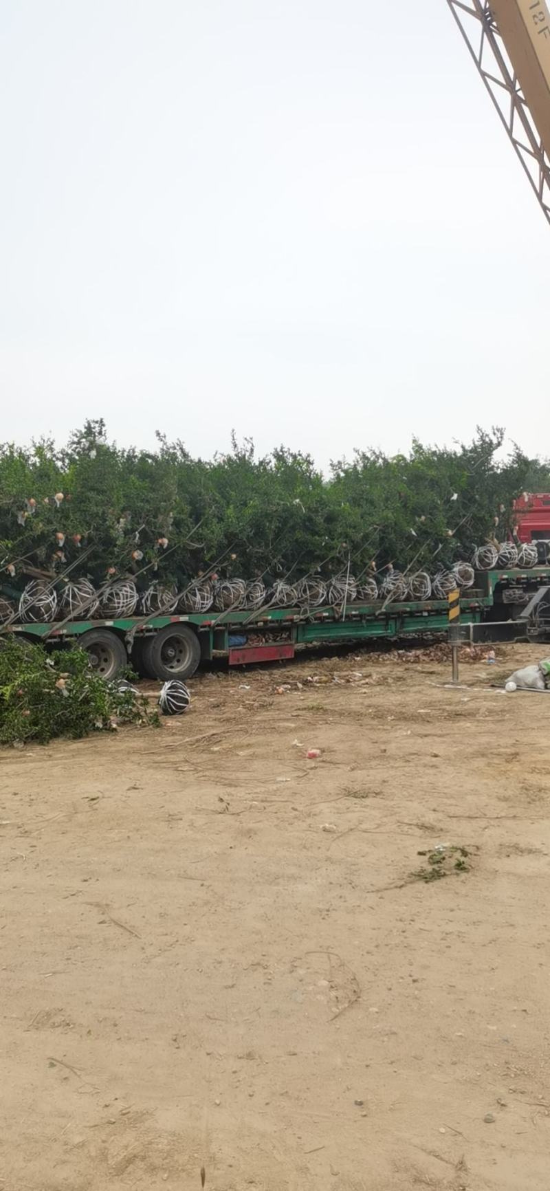 丛生独杆石榴树，基地大量供应，质量保证，