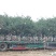 丛生独杆石榴树，基地大量供应，质量保证，