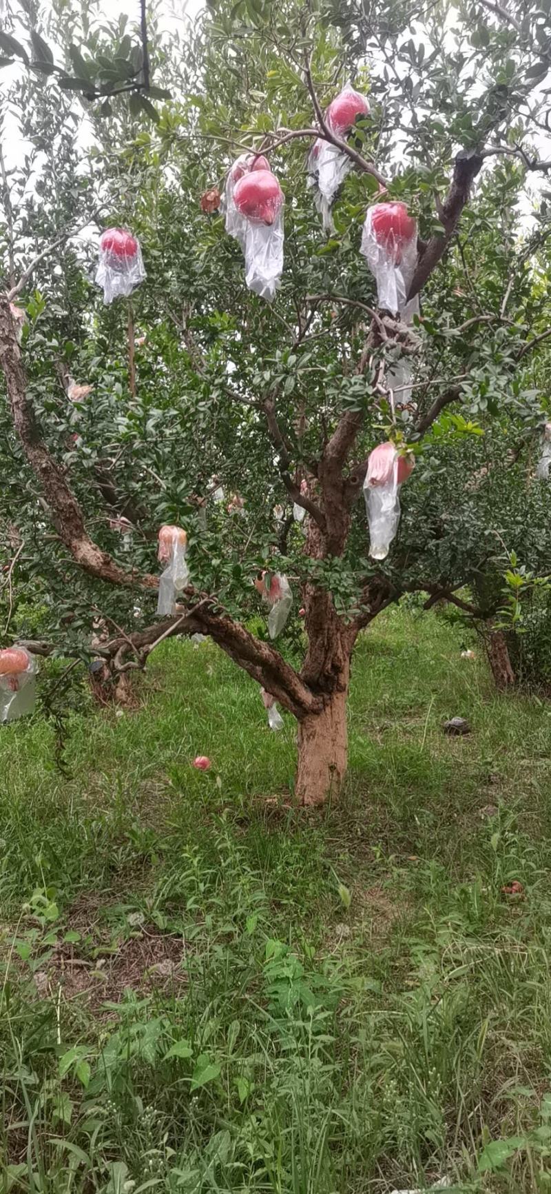 丛生独杆石榴树，基地大量供应，质量保证，