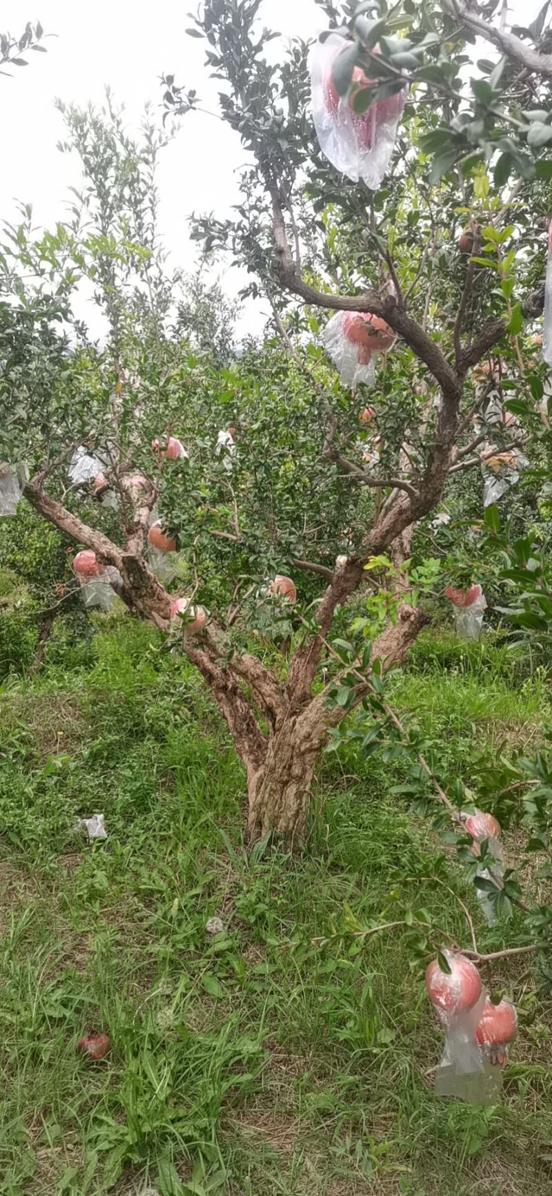 丛生独杆石榴树，基地大量供应，质量保证，