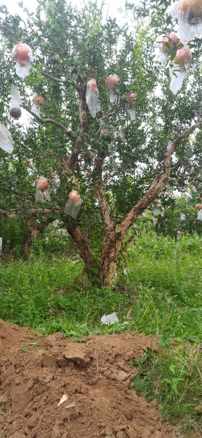 丛生独杆石榴树，基地大量供应，质量保证，
