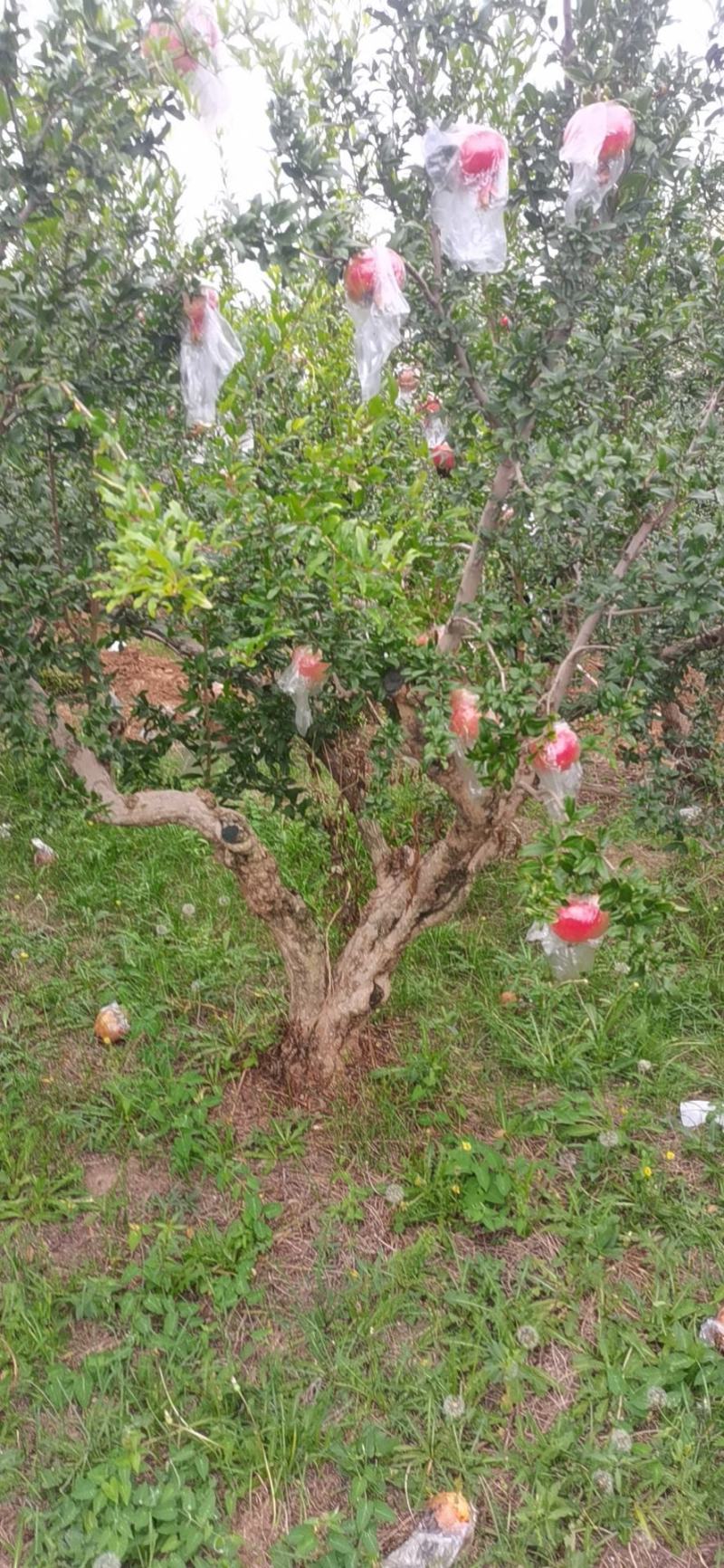 丛生独杆石榴树，基地大量供应，质量保证，