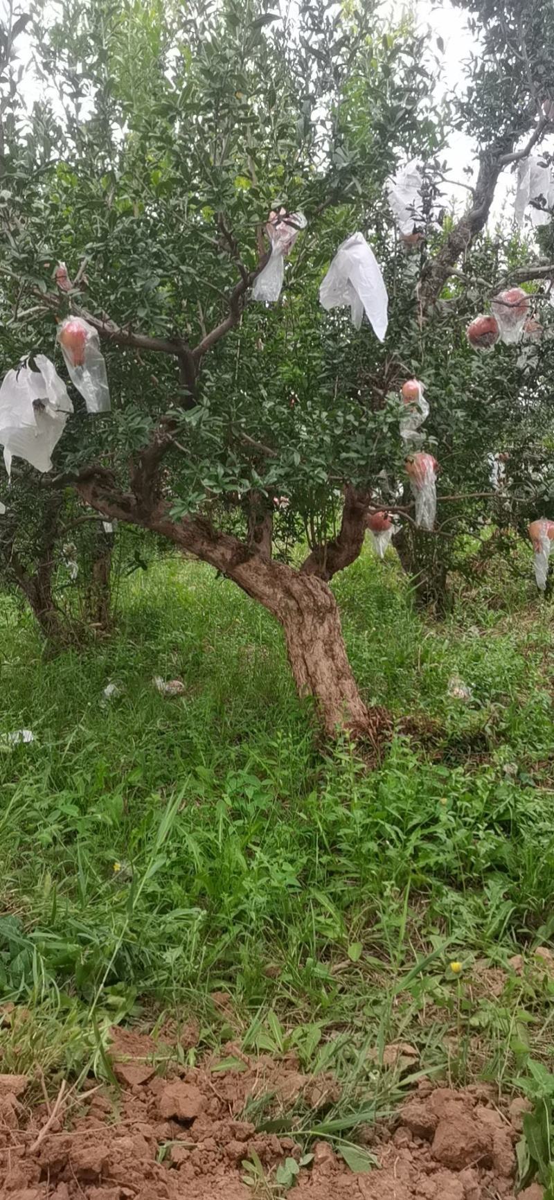 丛生独杆石榴树，基地大量供应，质量保证，