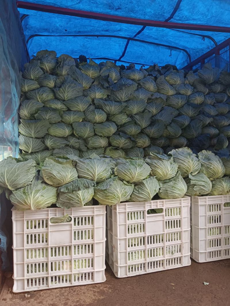 墨玉扁包菜产地直发长年供应货量充足，视频看货地头装车