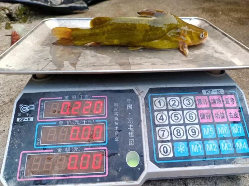 黄骨鱼