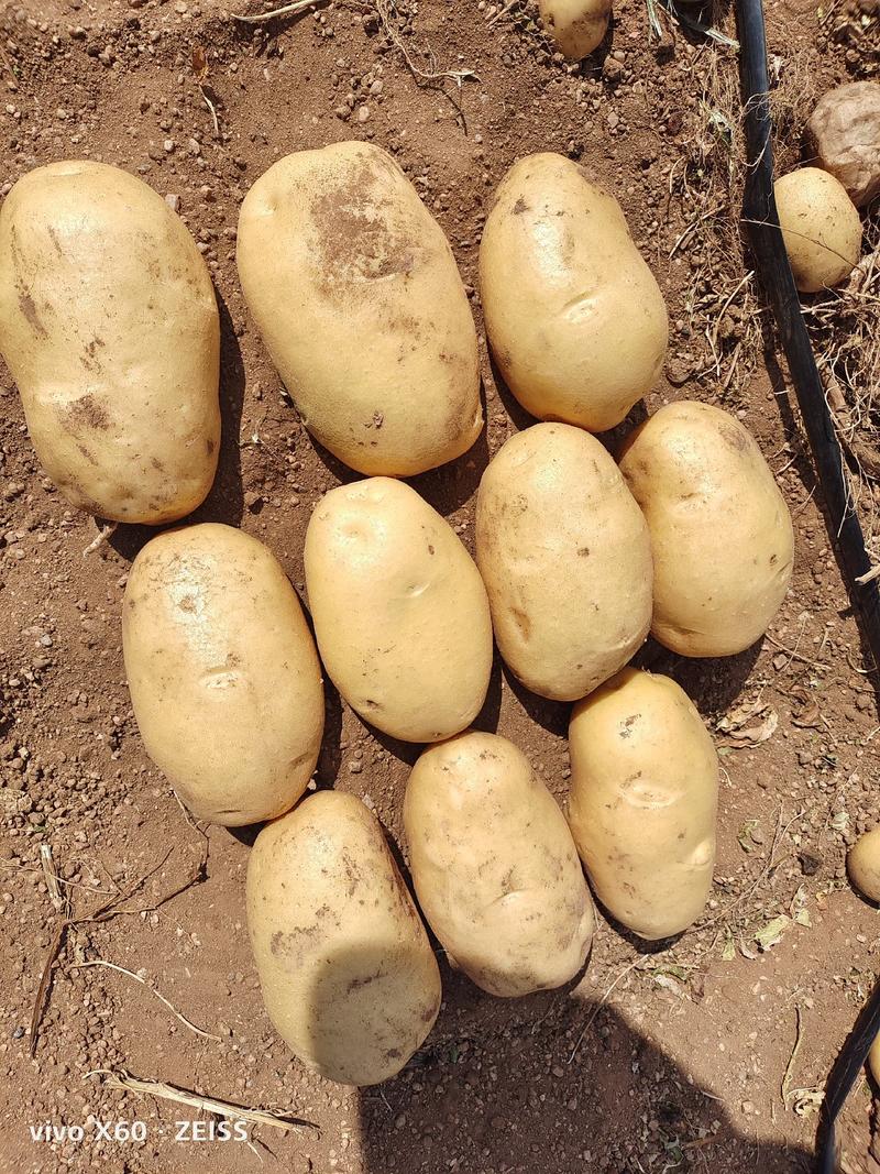 希森土豆：颜色个头薯型三优，心更黄表皮更光滑，诚信交易。