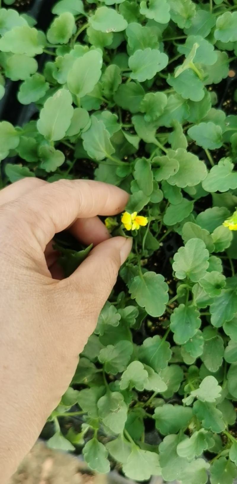 角瑾穴盘苗200穴盘