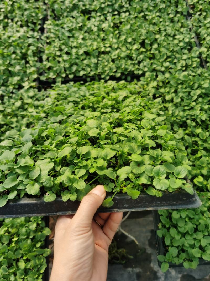 角瑾穴盘苗200穴盘