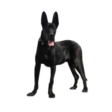 纯种黑狼犬幼犬看家护院犬中华墨界黑狼活体大型犬护卫犬黑色