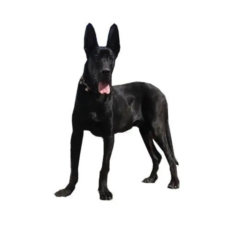纯种黑狼犬幼犬看家护院犬中华墨界黑狼活体大型犬护卫犬黑色