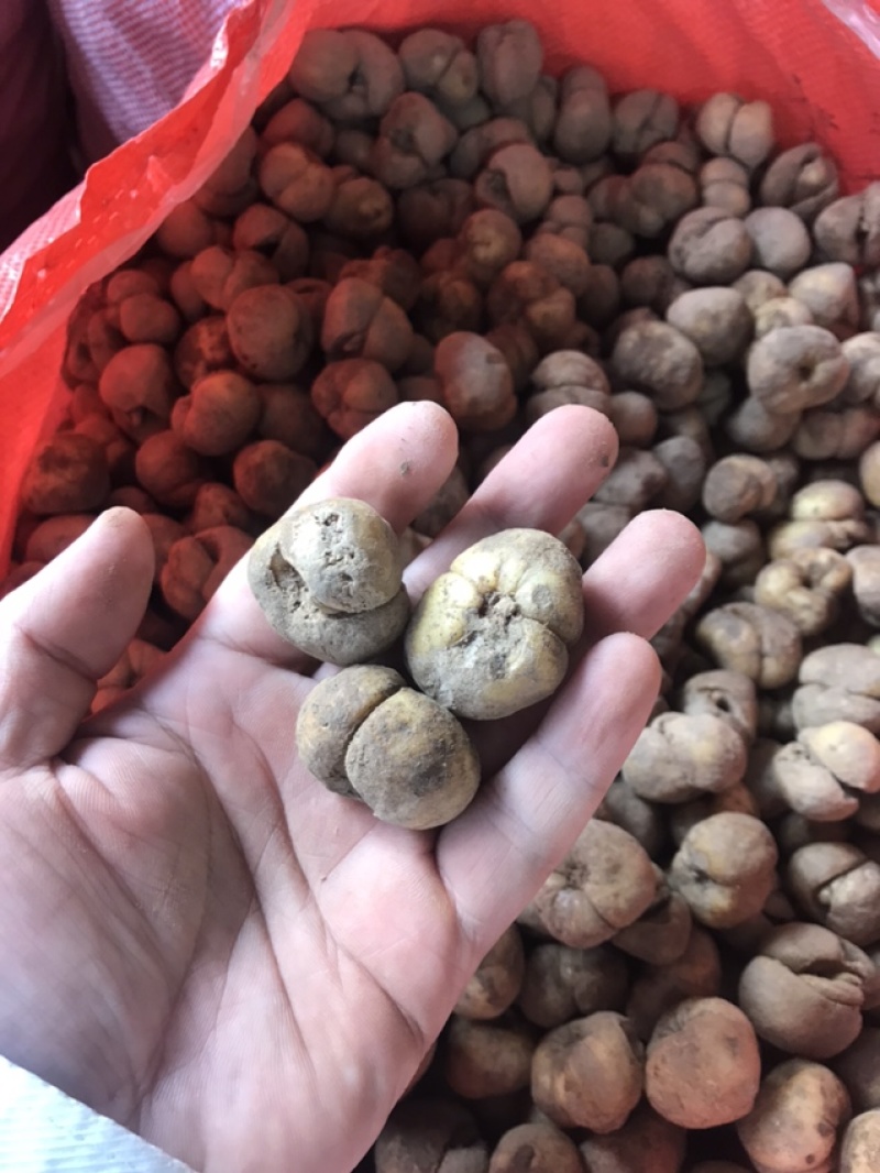 浙贝母浙贝母种球浙贝母子
