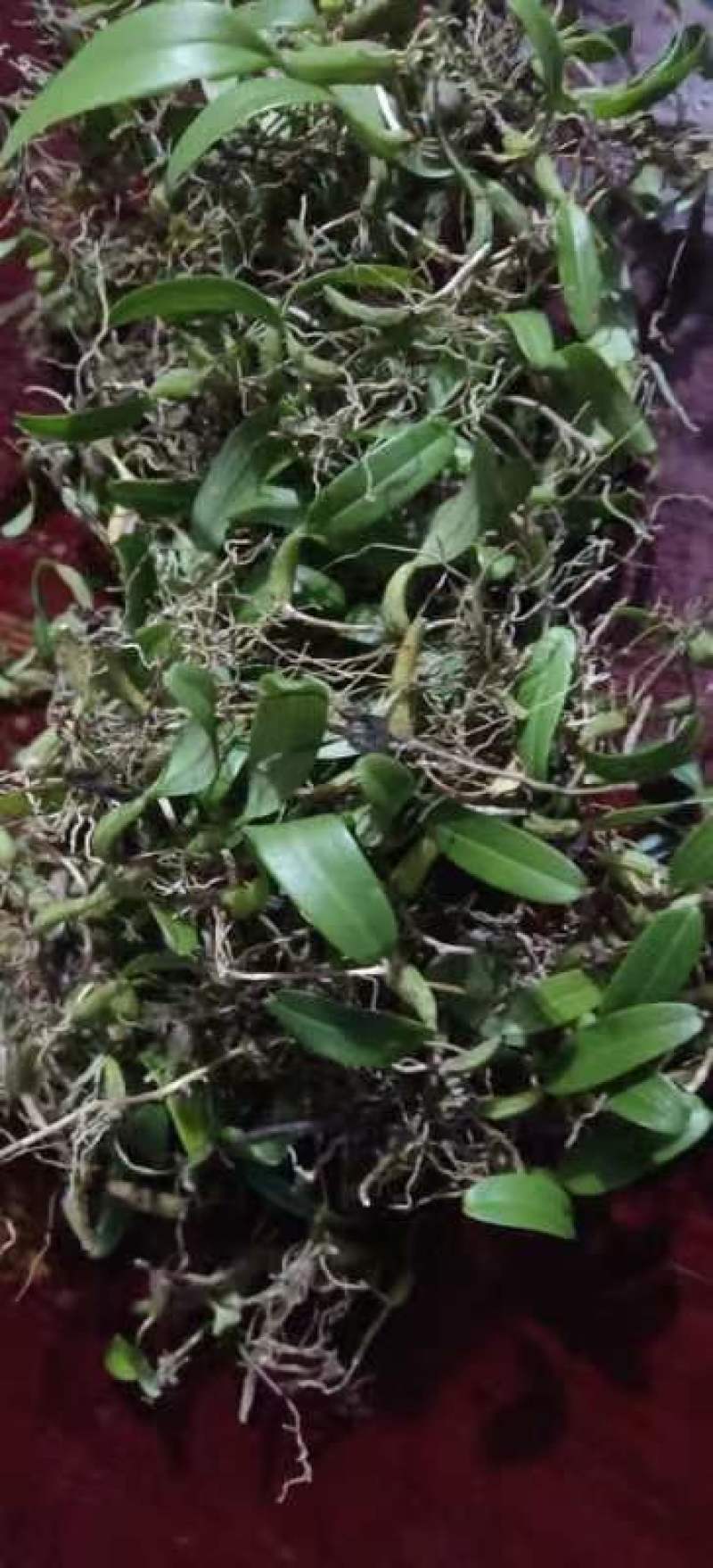 石仙桃