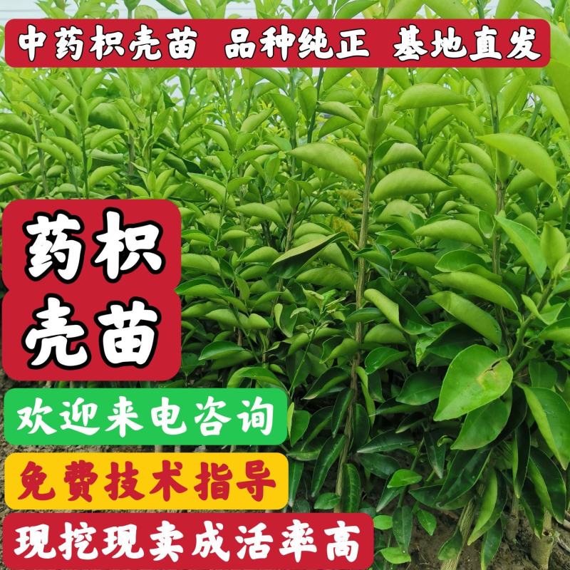 中药枳壳苗，药柑，药枳壳苗，药枳壳，川枳壳苗、重庆四川