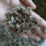 （热销）蛇莓全草类中药材祥泰药材栈地道药材欢迎选购