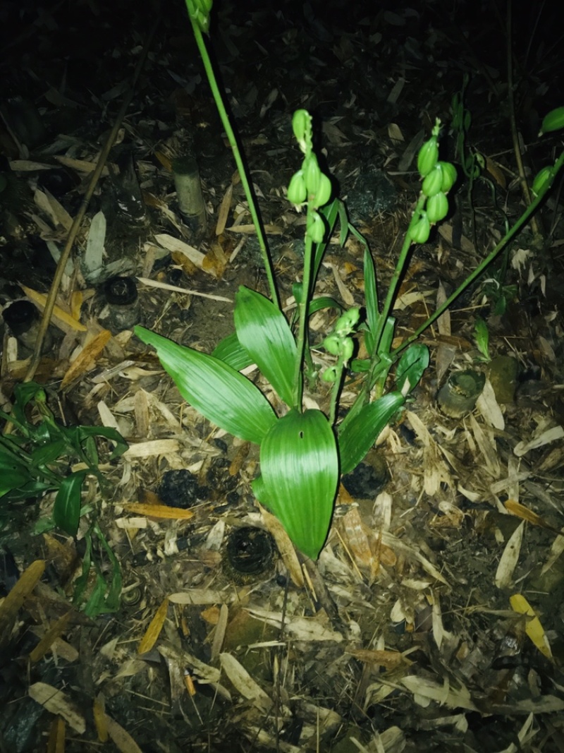 虾脊兰