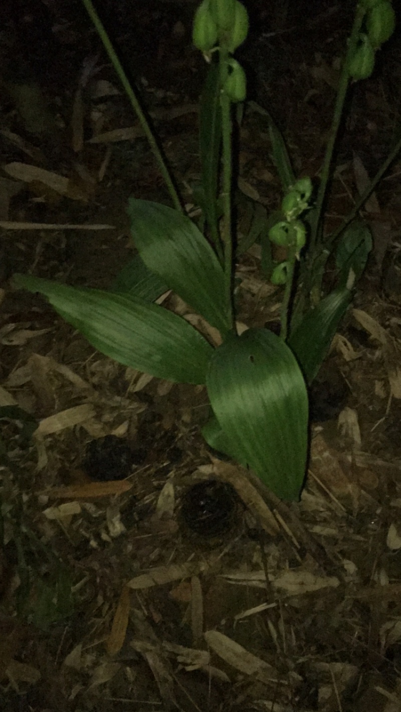 虾脊兰